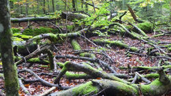 Ein verwildertes Waldgebiet.