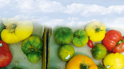 Collage von Paprika und Tomaten